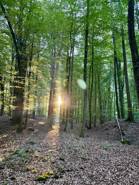 Morgensonne zwischen hohen grünen Bäumen in einem ruhigen Wald – Symbol für Resilienz, innere Stärke und Neubeginn.